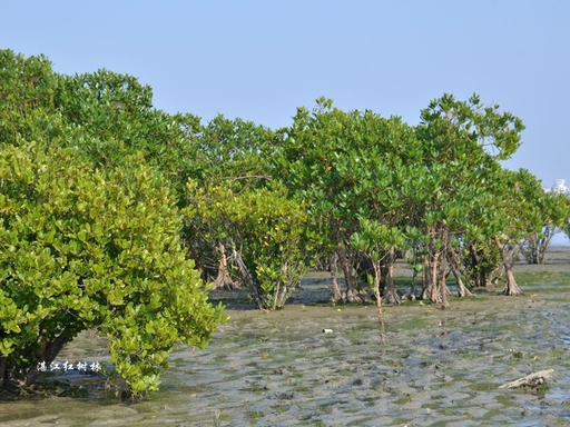 粤韵藏心，一城一景｜解锁广东21城的多元浪漫