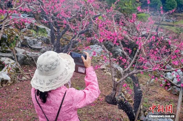 粤赣三地共赴“桃约” 奏响生态文旅春之曲