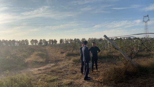 国寿财险青岛市分公司推出水果收入保险 为梨农丰产增收撑起“双重保障”